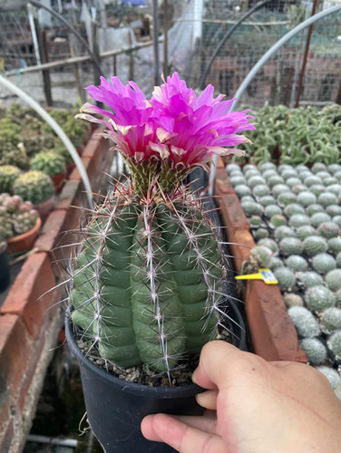 Semi bicolore thelocactus 10 - bicolore,