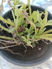 Aptenia Fiore Fucsia Ben