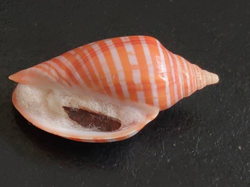 Conchiglia shell voluta - conchiglia,