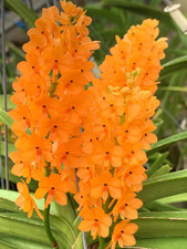 Ascocentrum Specie Orange Dream Vanda NUOVO Orchidea Orchidea