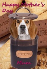 Cane gatto in lattina biscotti