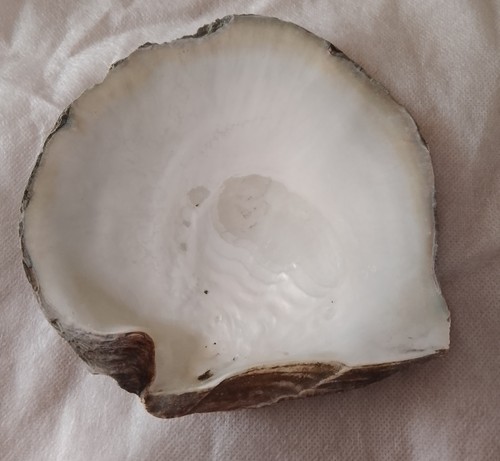 Conchiglia ostrica - conchiglia,