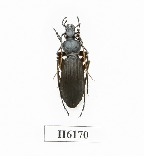 Coleottero insetto h6170 - coleottero,,