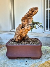 Bonsai di Olivo (Olea) - Pezzo