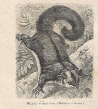 Stampa antica PETAURO DELLO ZUCCHERO SCOIATTOLO VOLANTE 1884 Antique Print