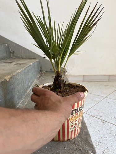 Pianta palma trachycarpus - pianta,
