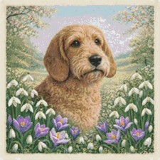 Basset Fauve De Bretagne Cane