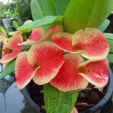 Corona di Spine Regina Milionaria Thai Hybrid Christ Plant Euphorbia Milii