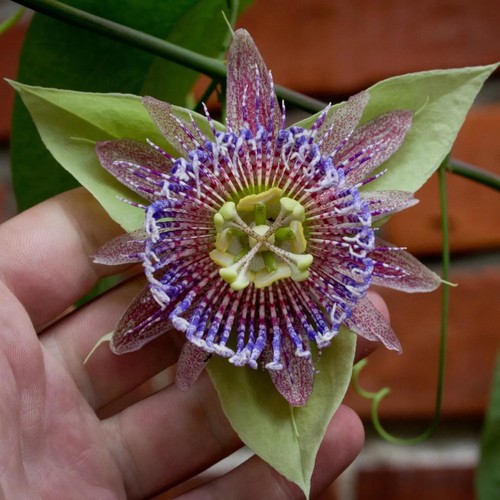 Passiflora serrulata semi - passiflora, 10