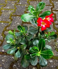 Bellissimo Adenium Obesum K347