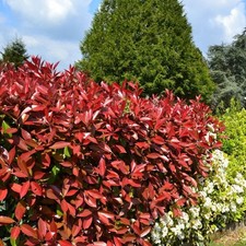 Fotinia photinia fraseri - "photinia, x