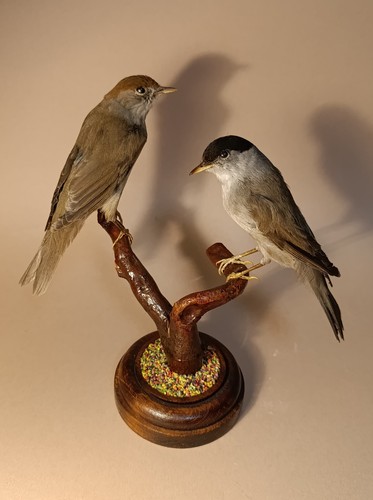Taxidermy cabinet de - taxidermy,,