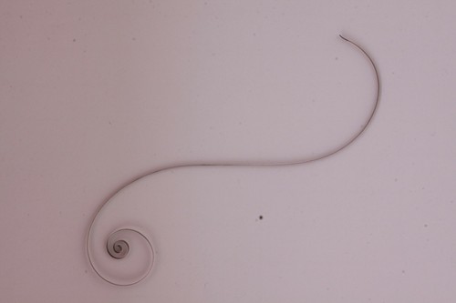 Mainspring ressort muelle - mainspring,