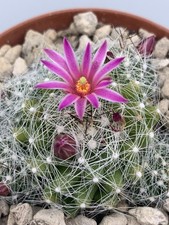 Mammillaria kraehenbuehlii In Vaso 8 Cm Su Radice Propria Fiore Fucsia