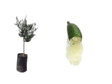 Limone Caviale altezza 115 cm di 2 anni Finger Lime verde o rosso
