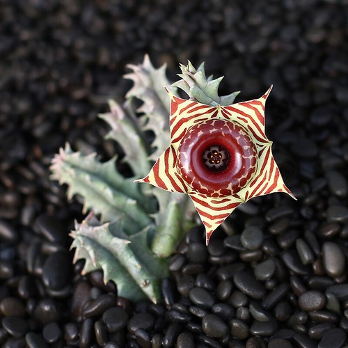 Huernia macrocarpa piante