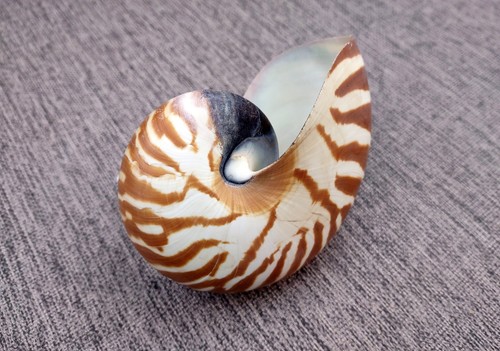 Conchiglia naturale nautilus - naturale,