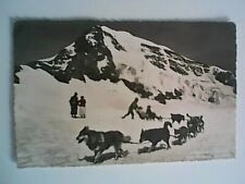 cane cani dog chien hund  SLITTA SVIZZERA jungfraujoch VALICO BERNESE POLARHUNDE