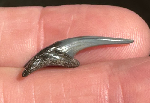 Deformato sabbia tigre dente - sabbia,