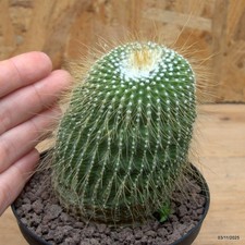 Notocactus leninghausii