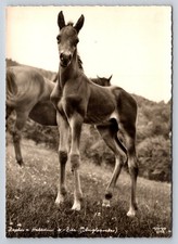 Cartolina rppc zephyr - rppc,