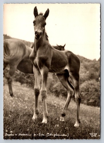 Cartolina rppc zephyr - cartolina,