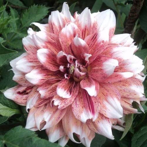 230zt dahlia new seattle - ds,