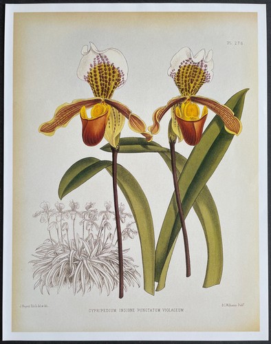 Botanique orchidées - botanique,