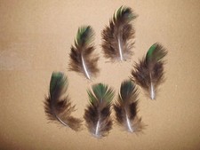 10 piume di pavone nere e verdi, 10 - 12 cm, fai da te, floristica