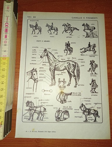 Stampa cavallo finimenti - cavallo, (da