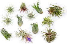 12 Pack Ionantha Air