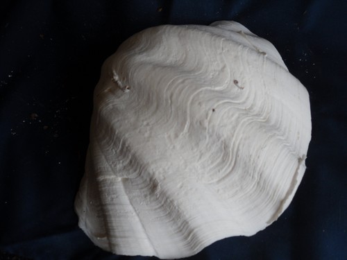 Tridacna gigas mezzo guscio - tridacna,