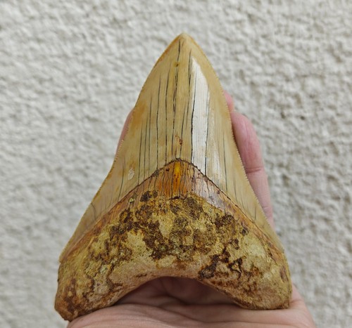 Bellissimo dente - v.,