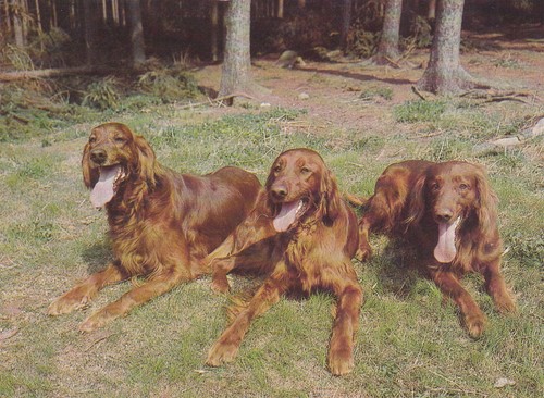 Setter cartolina - setter,
