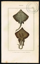 Antico siluro Stingray &