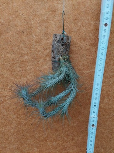 Tillandsia funckiana gruppo - tillandsia, funckiana,