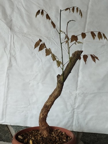 Bonsai glicine 52x17cm - di, in