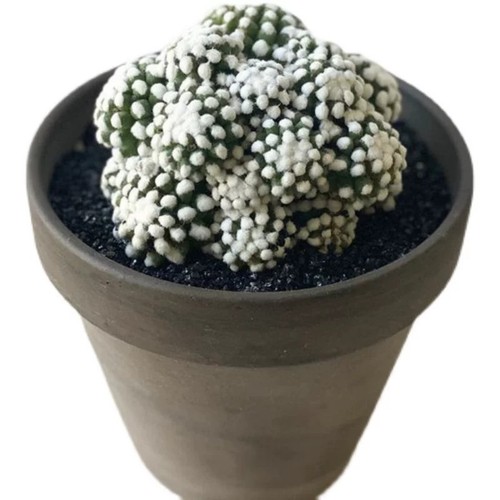 Pianta cactus succulenta 8 - di,