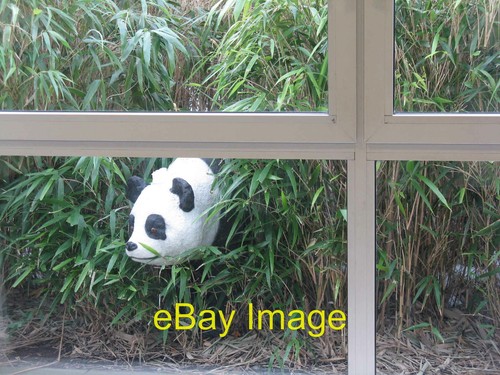 Photo 6x4 panda the - photo,