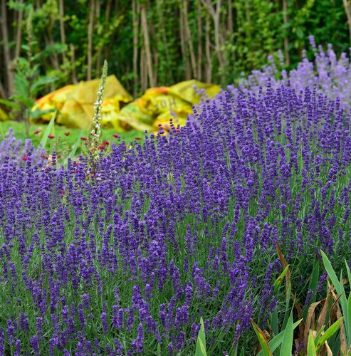 Vera lavanda hidcote blue - blue,