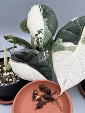 Rizoma Alocasia Maharani Albo