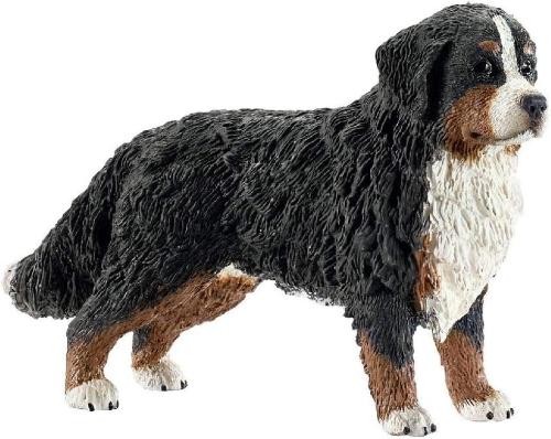 Bovaro bernese femmina - bovaro,