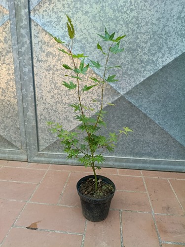 Pianta acero acer polymorphum - pianta,