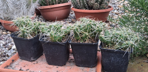 Tephrocactus platyacantha