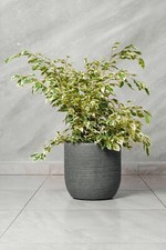 Ficus benjamina variegato