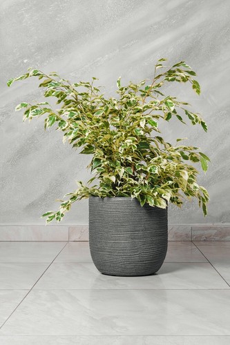 Ficus benjamina variegato