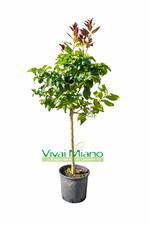 Pianta limone - pianta,