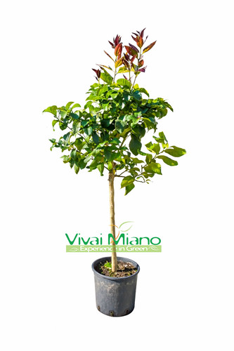 Pianta limone - (vaso,