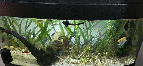 Acquario marino completo - marino,