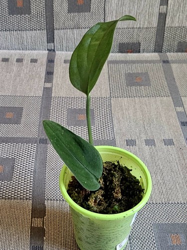 Monstera barrieri rara - monstera, 'barrieri",